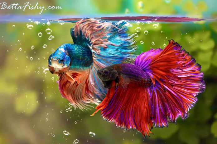 How Long Do Betta Fish Live And How To Care For Them?