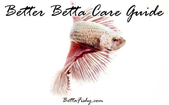 How To Take Care Of A Betta Fish?