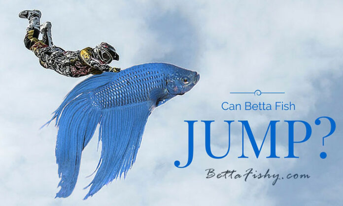 can betta fish jump