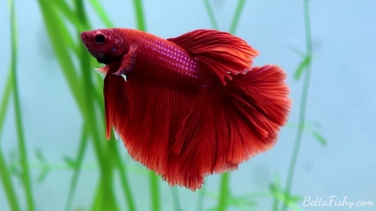 Solid Red betta fish