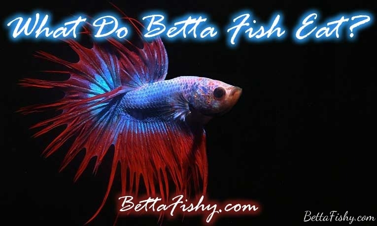 What Do Betta Fish Eat