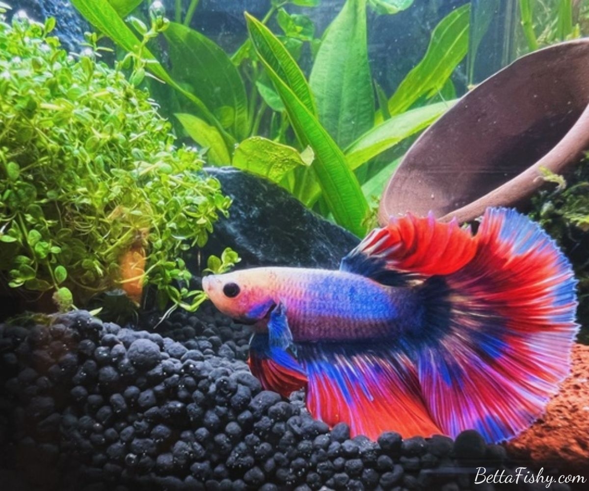The Benefits of Plants for Betta Fish