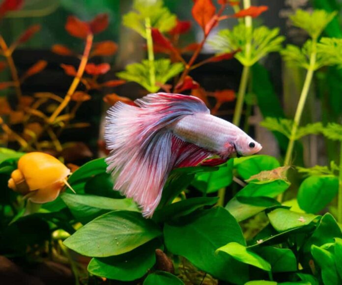 10 Best Plants for Betta Fish To Improve Quality Of Life