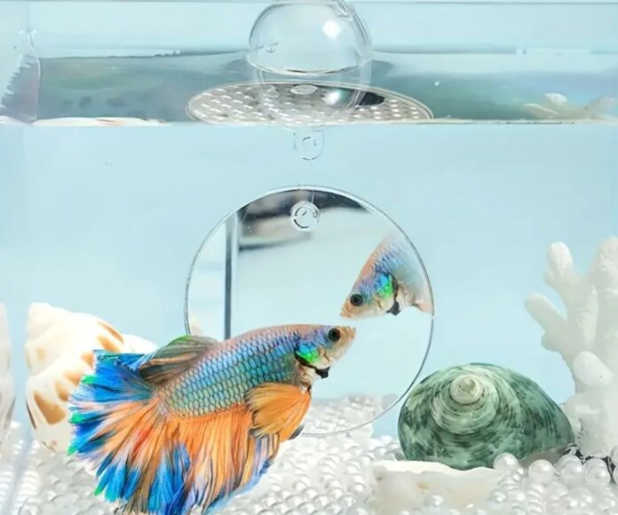 10+ Betta Fish Toys That Keep Him Healthy & Happy
