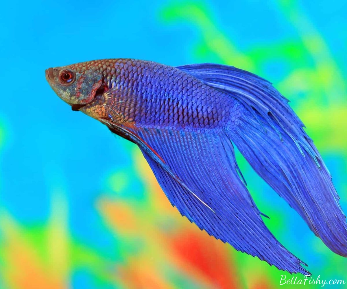 Appearance of Female Betta Fish Types