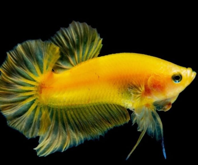 A Guide to Keeping Yellow Betta Fish & More