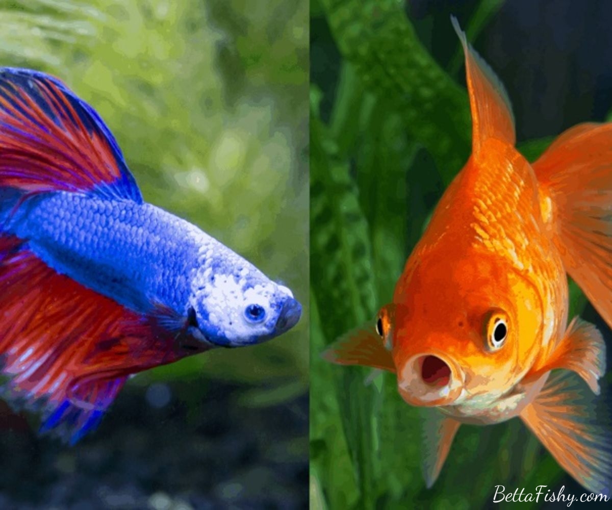 Can goldfish live with betta fish? Reason