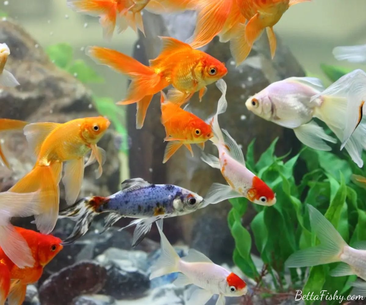 Good Tankmates for Goldfish