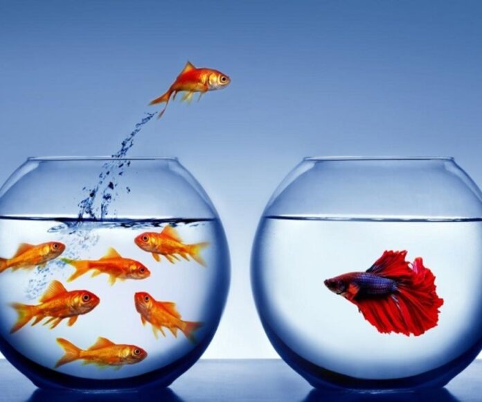 Can Goldfish Live with Betta Fish_ Important Information