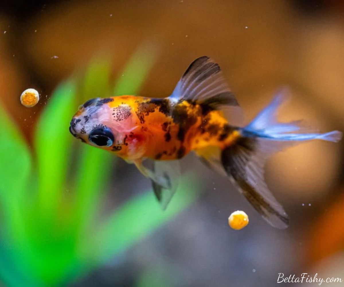Goldfish Dietary Needs