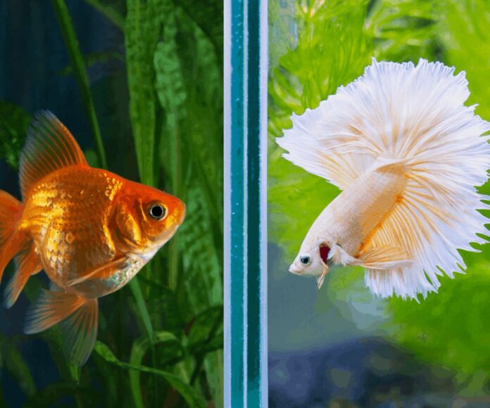 Can a Betta Fish Eat Goldfish Food_ Essential information
