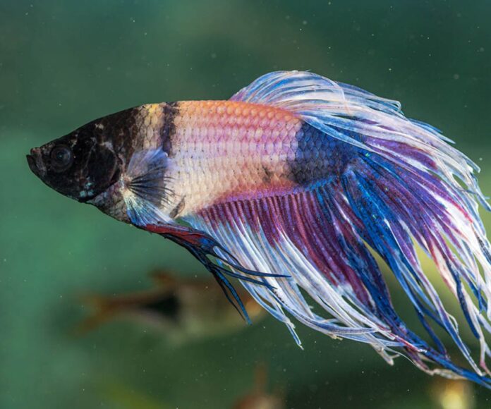 Common Betta Fish Diseases And Treatments