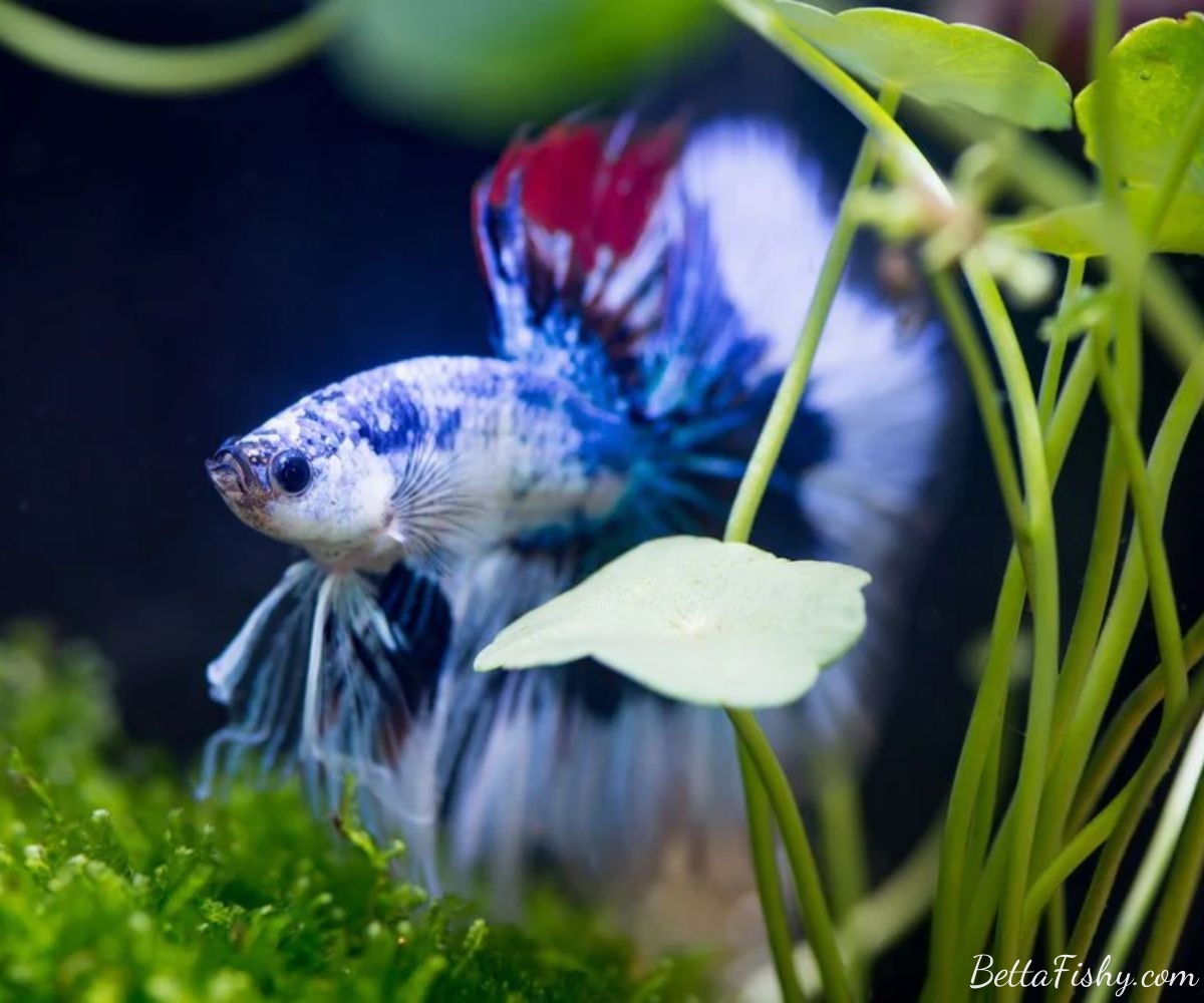 Tips for Maintaining the Health and Happiness of Your Betta Fish(es)