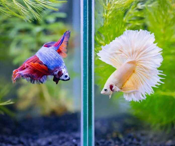 Discover the Ideal Number of Betta Fish in a 10 Gallon Tank