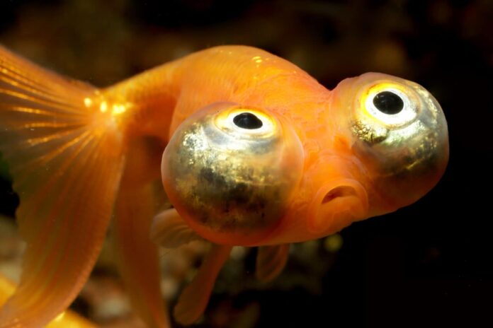 The Top 8 Fish with the Biggest Eyes in the World