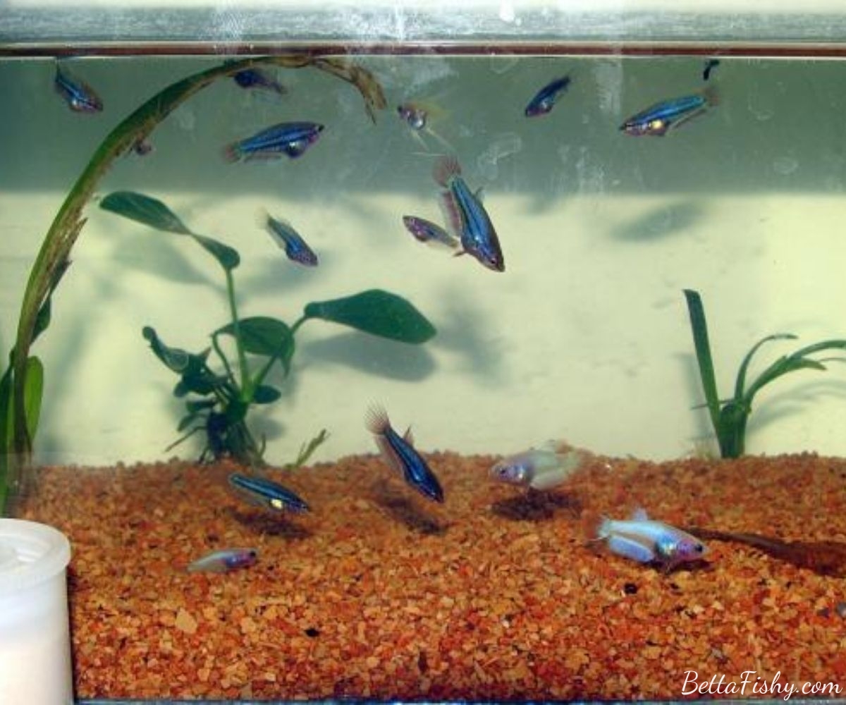 Factors that Influence the Size of Betta Fish