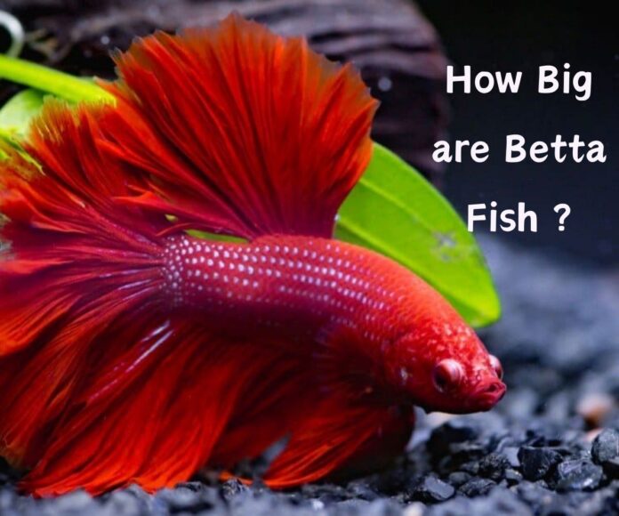 How Big are Betta Fish When They are Mature