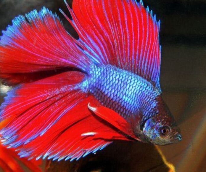 How To Properly Care For A Double Tail Betta Fish