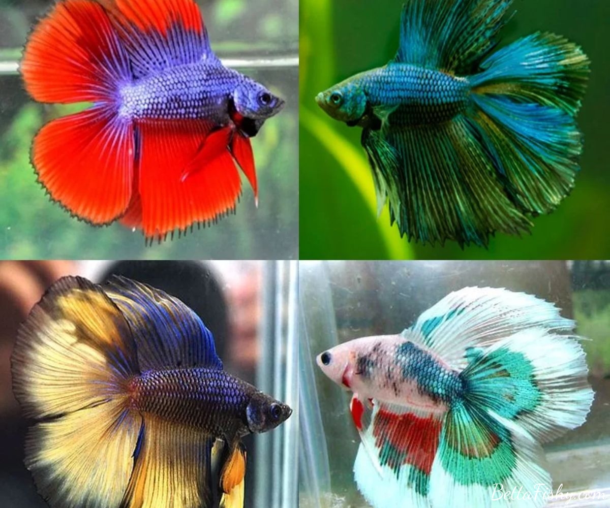 Types of Double Tail Betta Fish