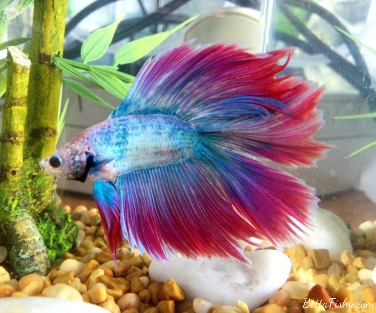 Some Tips for taking care of Double Tail Betta