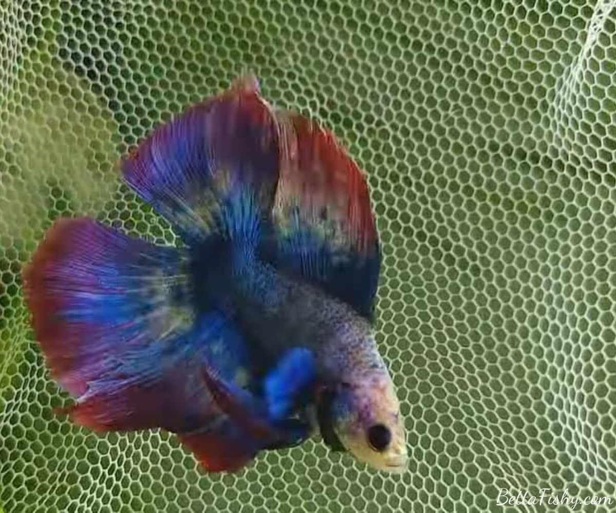 Tips Buying Double Tail Bettas