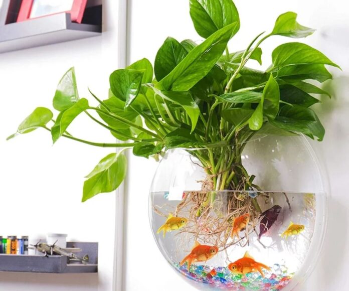 The Ultimate Betta Fish Plant Vase Use Guide.
