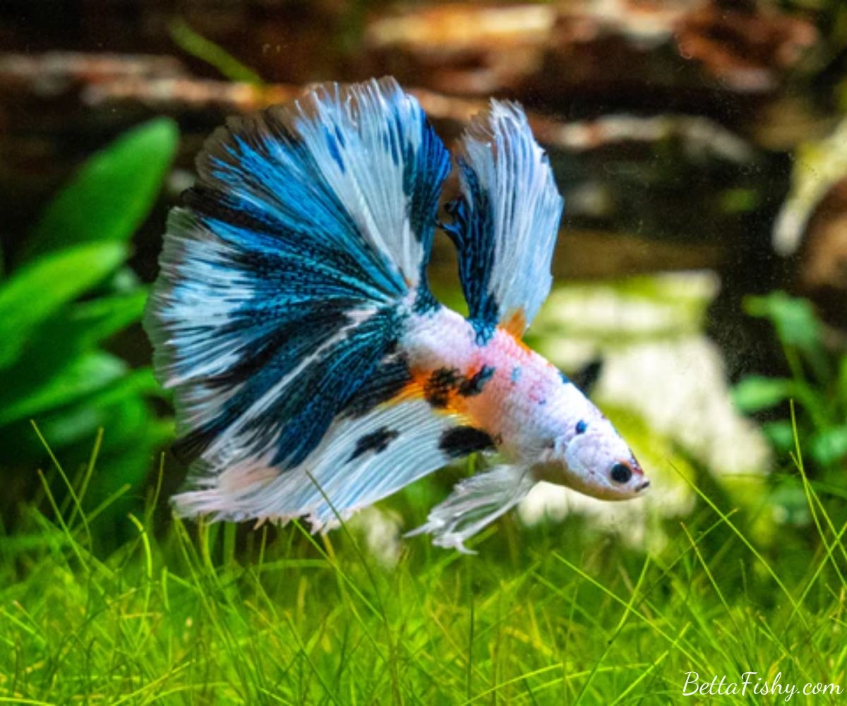 Seizures in Betta Fish: Causes and Triggers