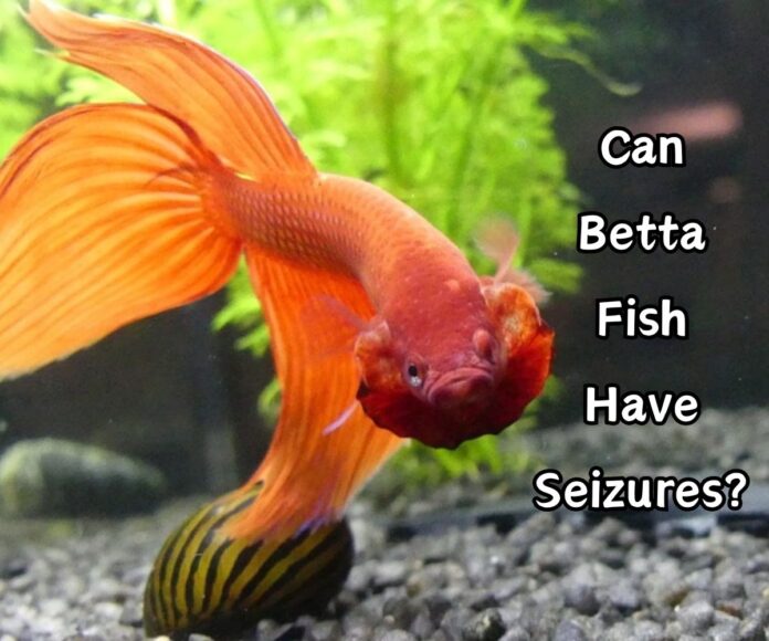 Shocking Truth_ Can Betta Fish Have Seizures