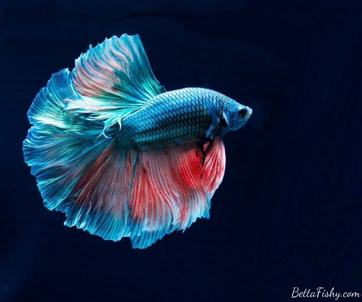 The Overall Anatomy of a Betta Fish