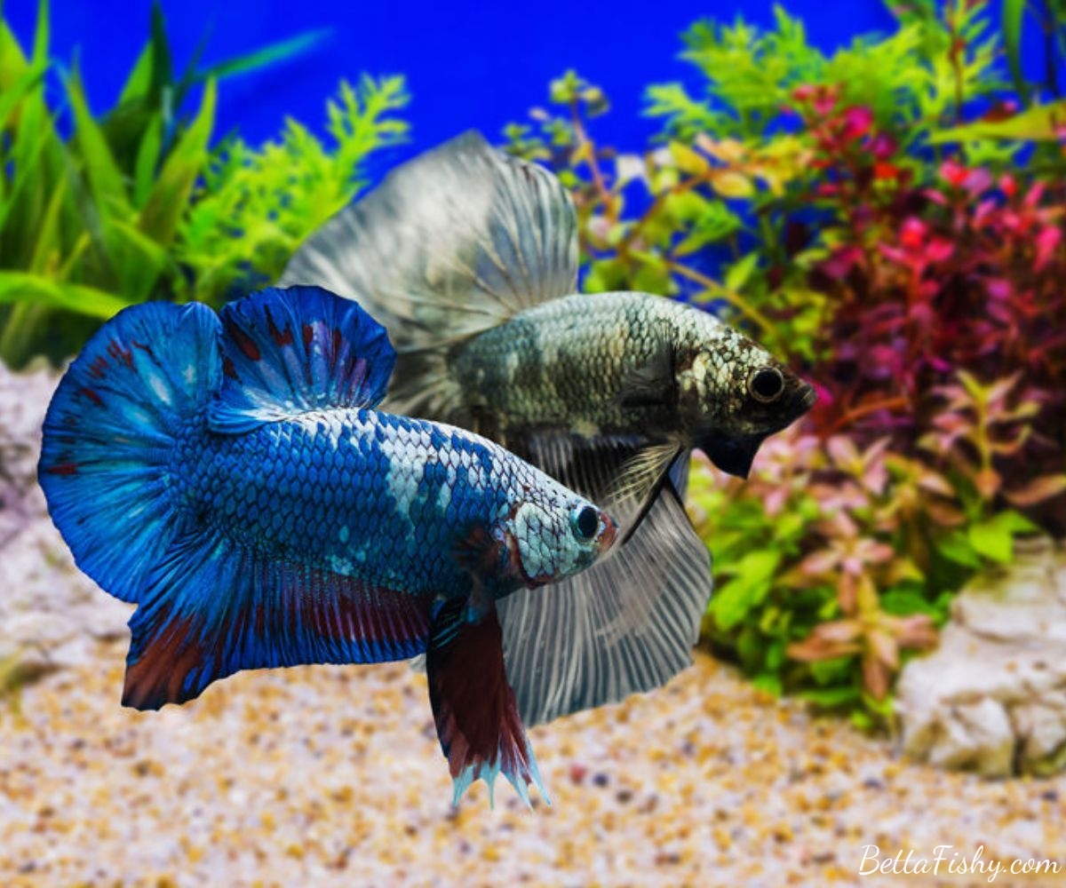Caring for Male and Female Bettas