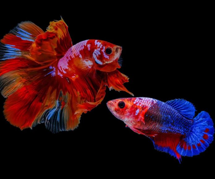The Anatomy of a Betta Fish_ Male and Female Differences