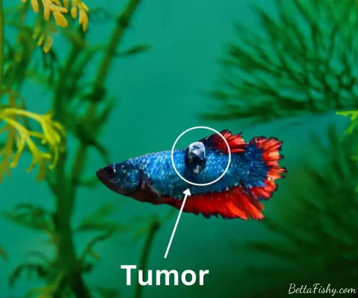 Common Causes of Tumors in Betta Fish