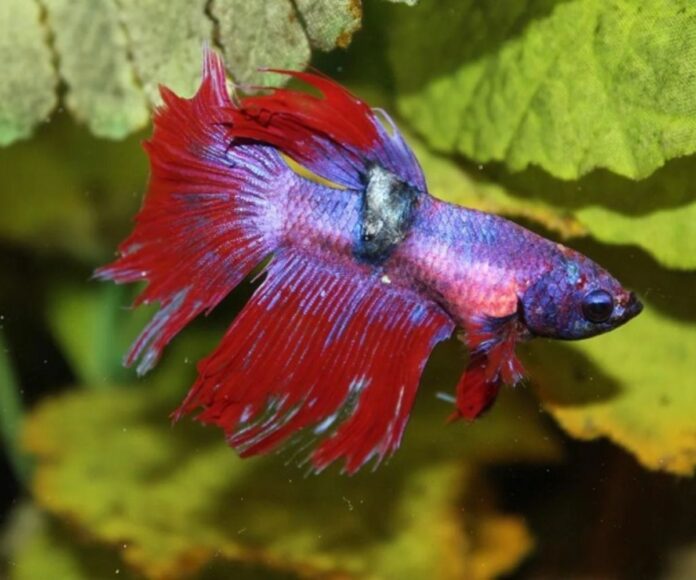Tumors in Betta Fish (Common causes and treatments)