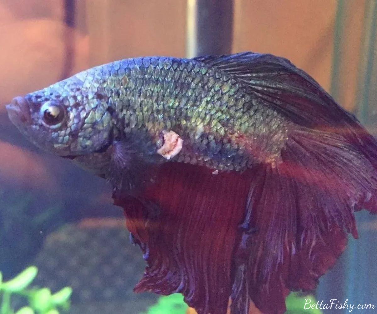 Treatment Options for Alleviating Betta Fish Ulcer Woes