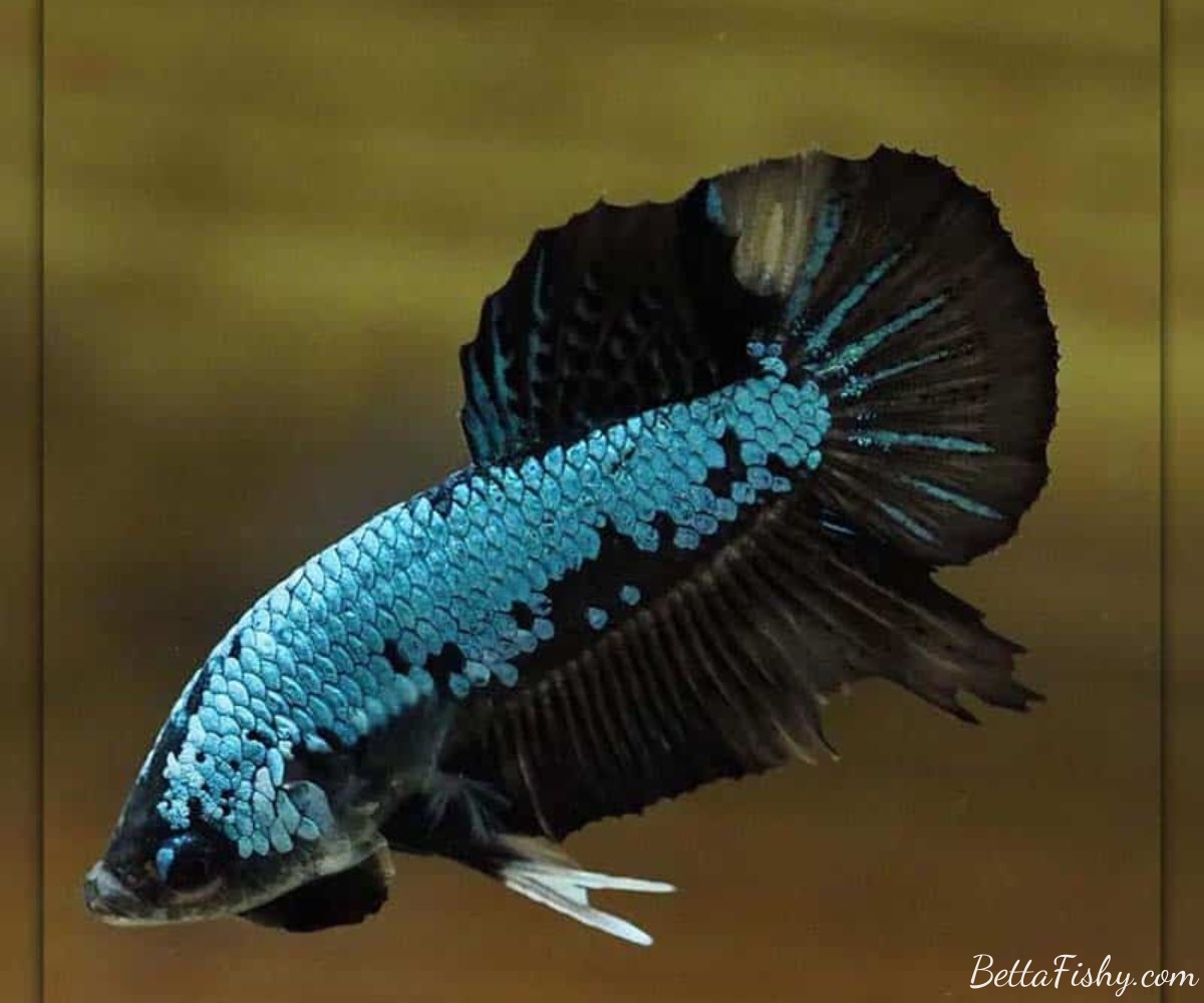 Origins of the Samurai Betta Fish