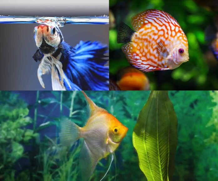Understand The Top 10 Aquarium Fish That Like To Be Alone