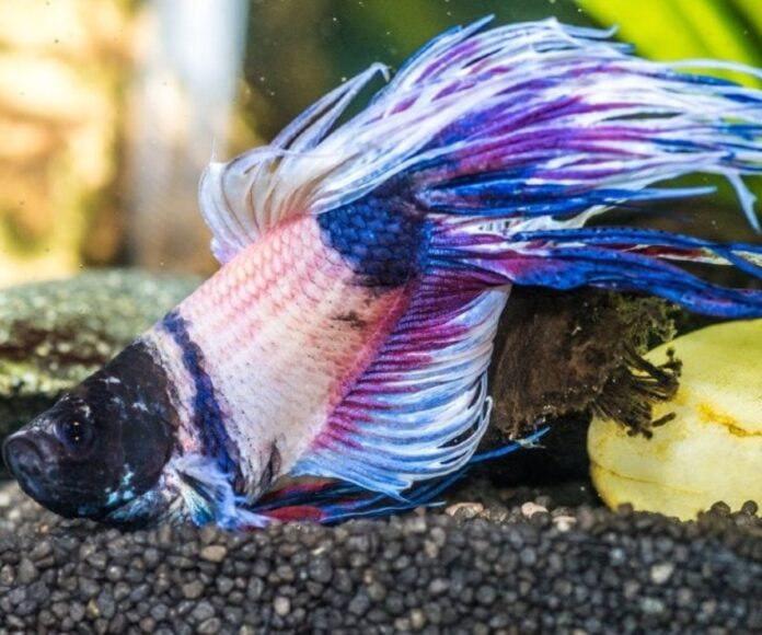 Watch the Betta Fish Poop and Why You Should Care