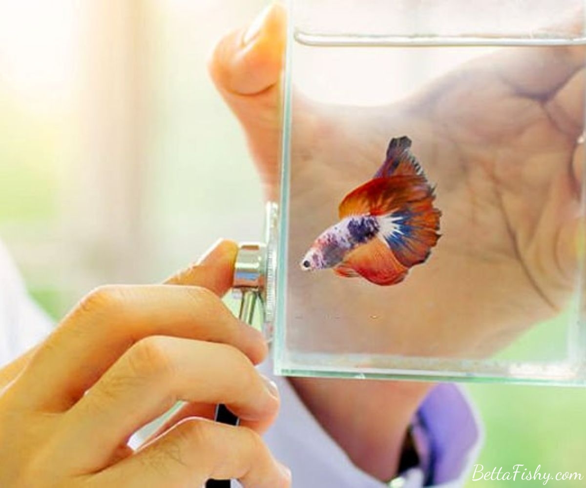 Accurate Diagnosis of Betta Fish Tumors from a Veterinarian