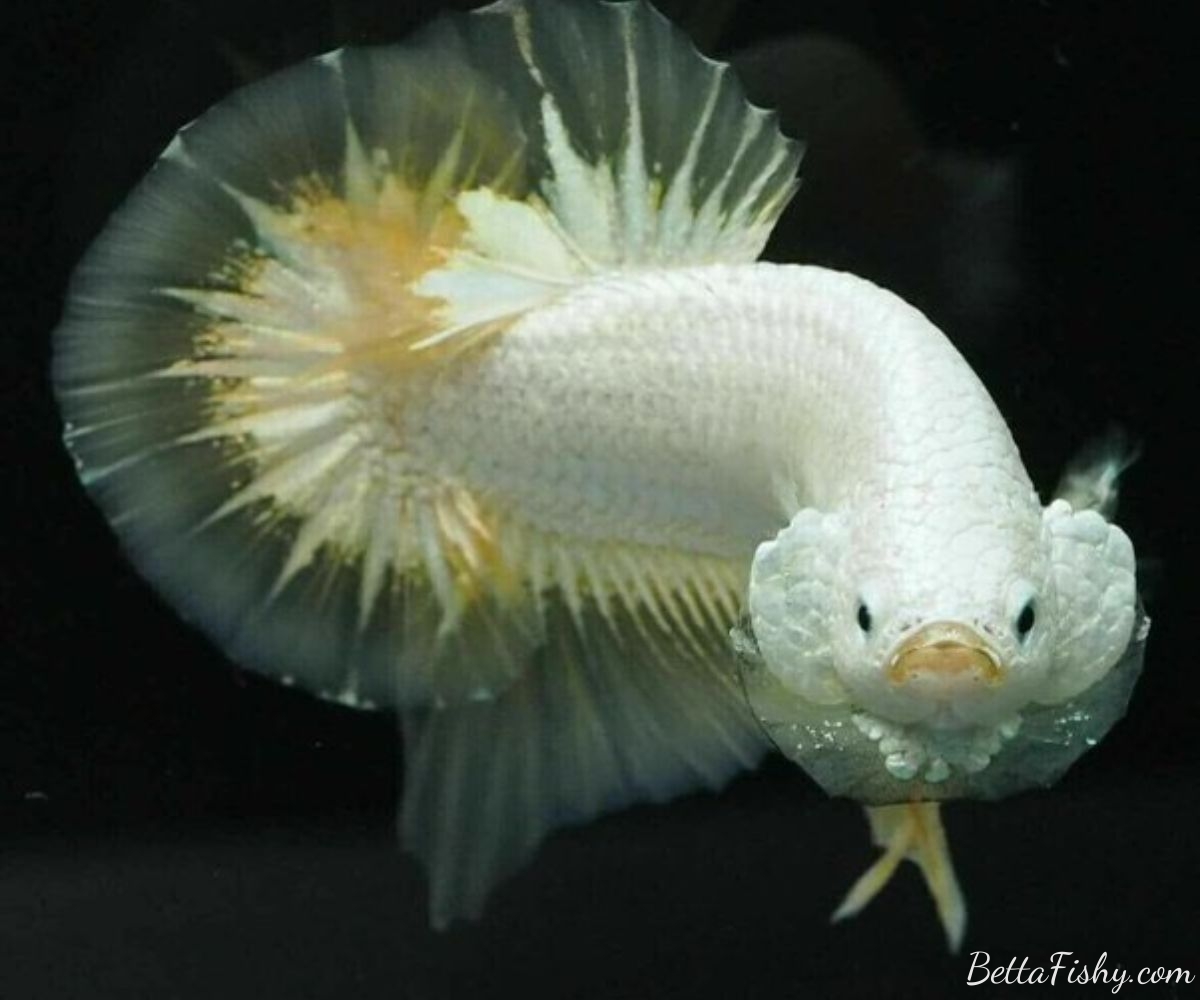 Understanding the Natural Instincts of Betta Fish: Flaring as a Defense Mechanism