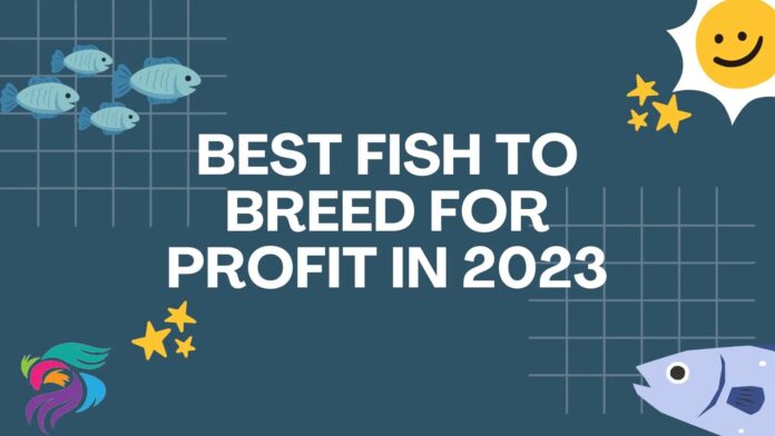 best-fish-to-breed-for-profit