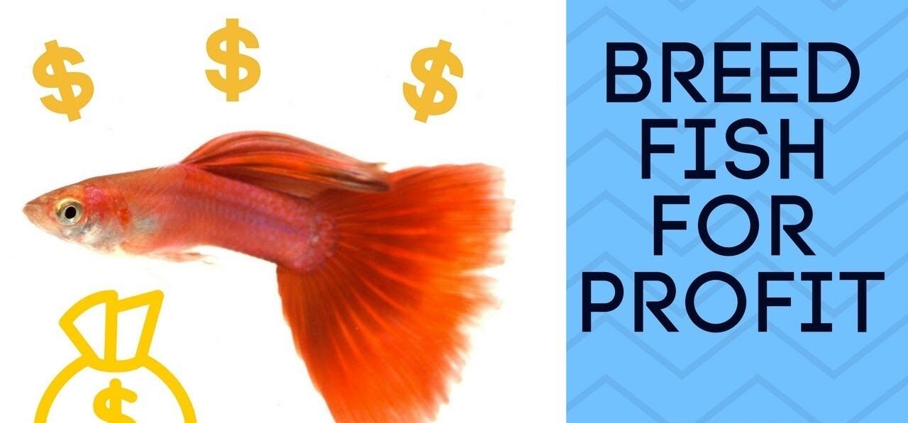 best-fish-to-breed-for-profit2