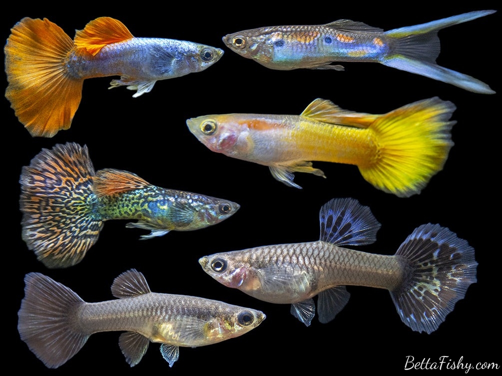 best-fish-to-breed-for-profit3