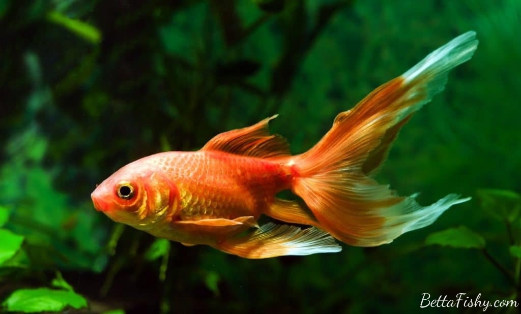 best-fish-to-breed-for-profit5