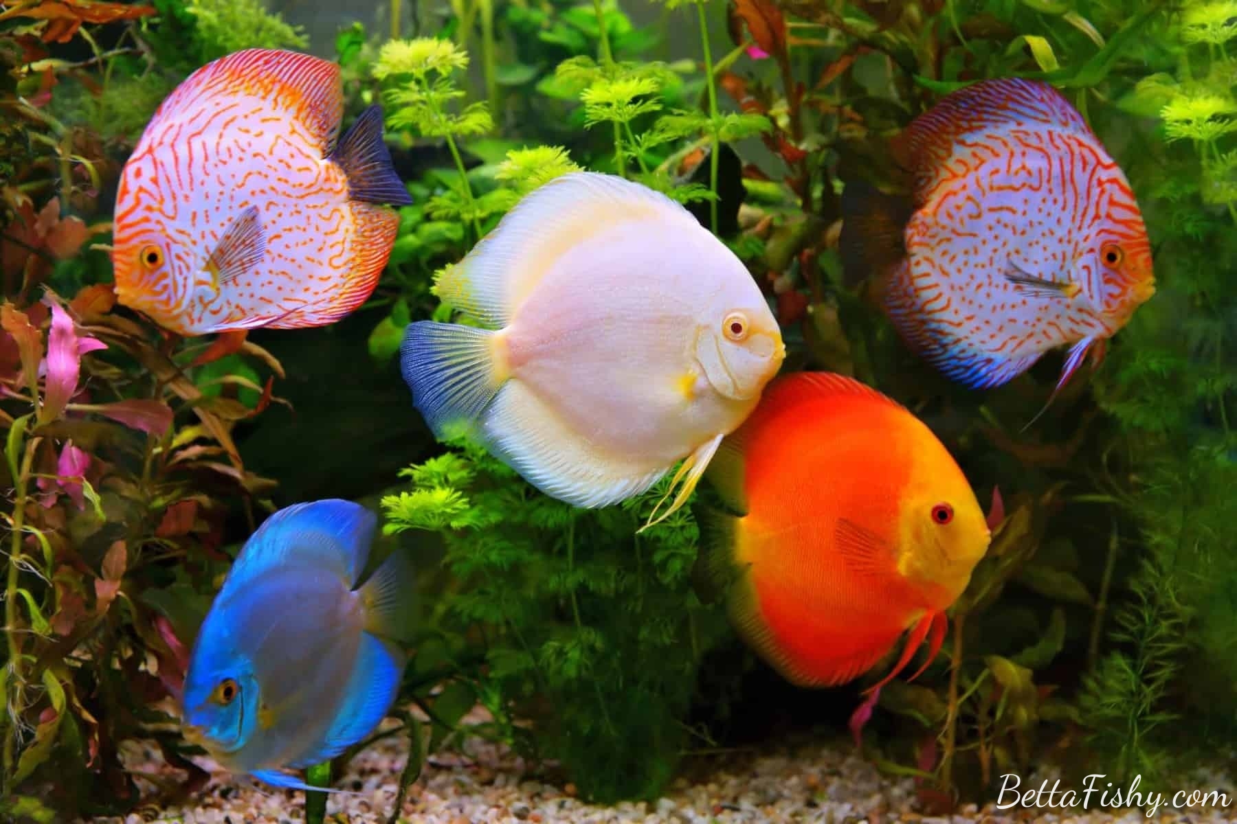best-fish-to-breed-for-profit6