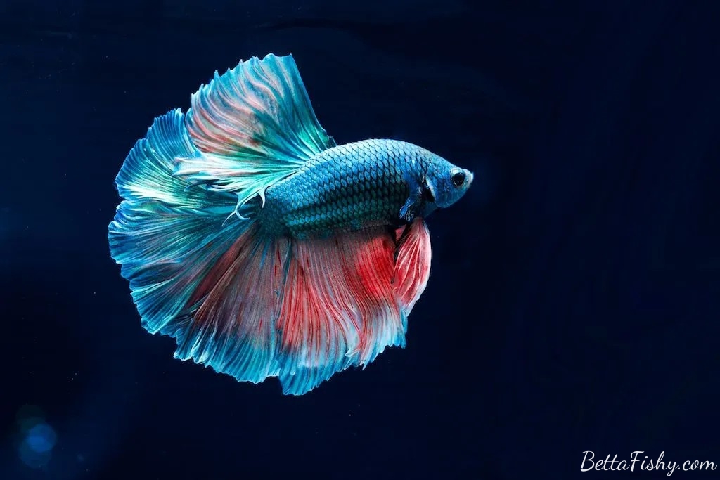 Betta Fish as a Symbol of Beauty and Grace