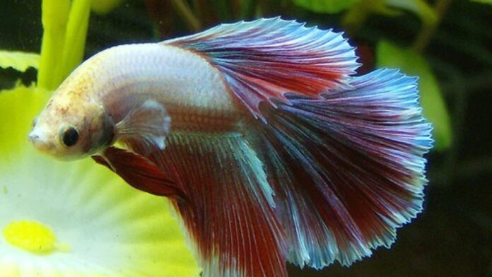 Betta Fish Curved Spine Symptoms And Treatments