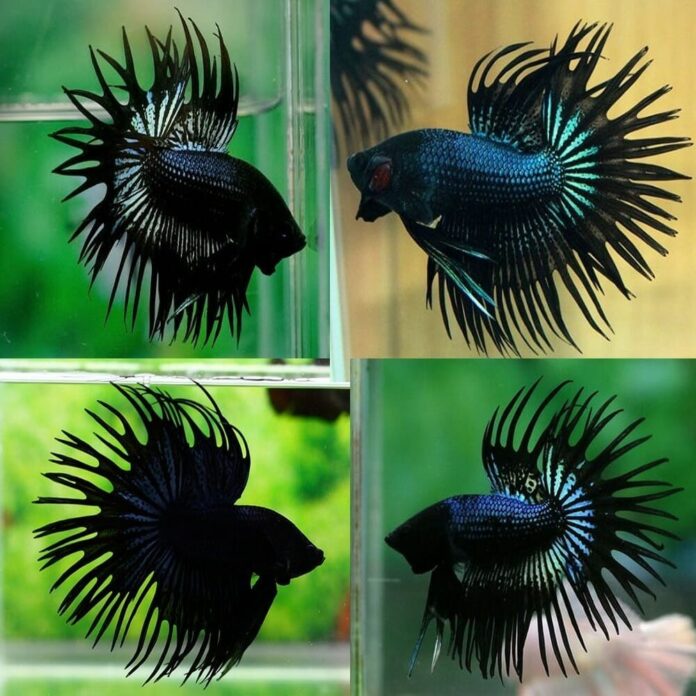 type black betta fish