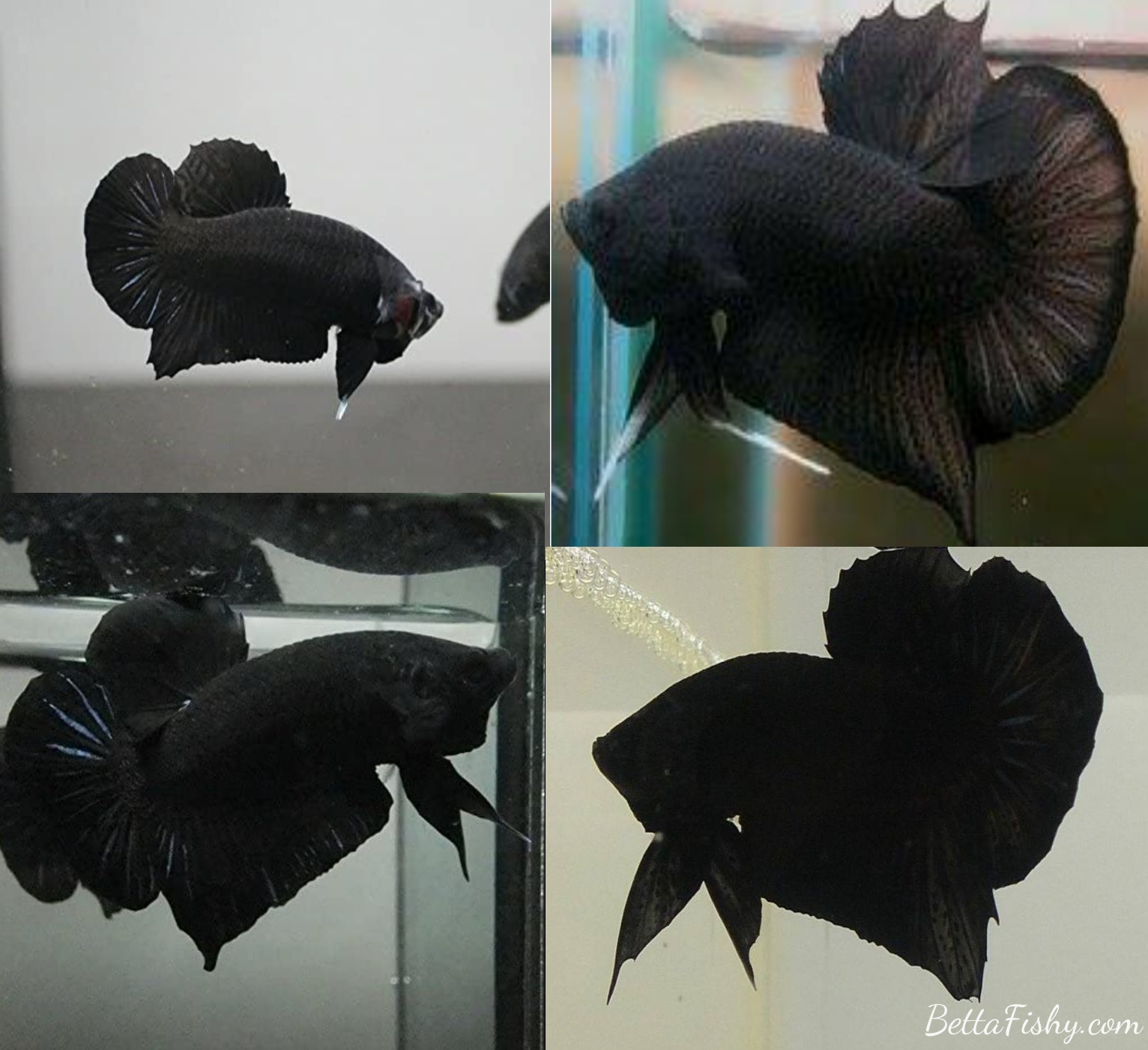 Super Black Bettas fish
