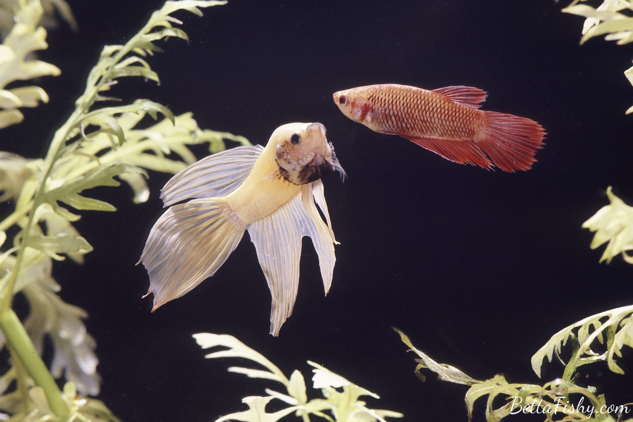 male-vs-female-betta-fish6