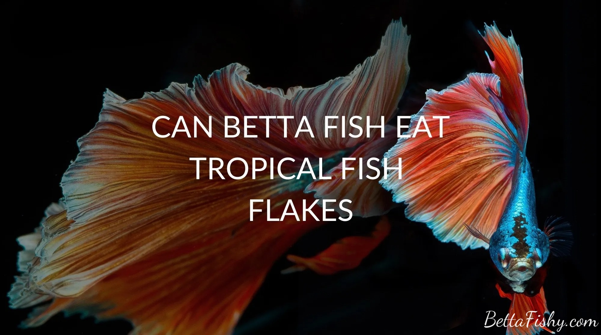 can-betta-fish-eat-tropical-flakes24